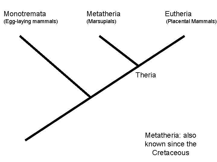 Monotremata Metatheria Eutheria (Egg-laying mammals) (Marsupials) (Placental Mammals) Theria Mammalia Metatheria: also known since Monotremata Metatheria Eutheria (Egg-laying mammals) (Marsupials) (Placental Mammals) Theria Mammalia Metatheria: also known since