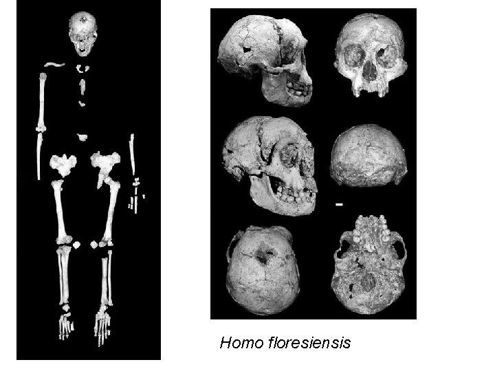 Homo floresiensis Homo floresiensis