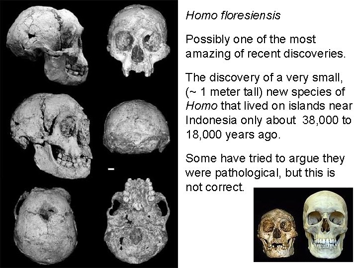 Homo floresiensis Possibly one of the most amazing of recent discoveries. The discovery of Homo floresiensis Possibly one of the most amazing of recent discoveries. The discovery of