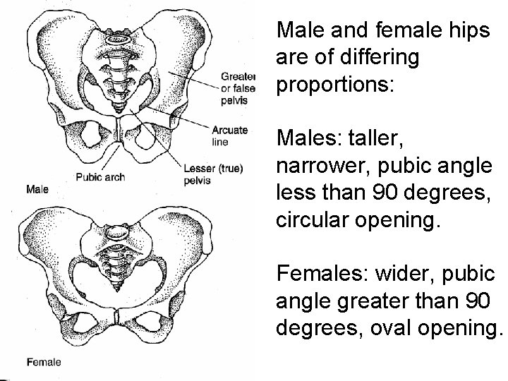 Male and female hips are of differing proportions: Males: taller, narrower, pubic angle less Male and female hips are of differing proportions: Males: taller, narrower, pubic angle less