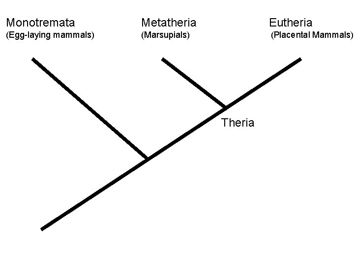 Monotremata Metatheria Eutheria (Egg-laying mammals) (Marsupials) (Placental Mammals) Theria Mammalia Monotremata Metatheria Eutheria (Egg-laying mammals) (Marsupials) (Placental Mammals) Theria Mammalia