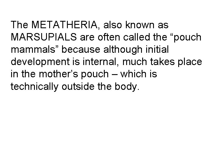 The METATHERIA, also known as MARSUPIALS are often called the “pouch mammals” because although The METATHERIA, also known as MARSUPIALS are often called the “pouch mammals” because although