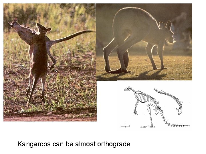 Kangaroos can be almost orthograde Kangaroos can be almost orthograde