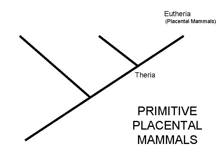 Monotremata Metatheria Eutheria (Egg-laying mammals) (Marsupials) (Placental Mammals) Theria Mammalia PRIMITIVE PLACENTAL MAMMALS Monotremata Metatheria Eutheria (Egg-laying mammals) (Marsupials) (Placental Mammals) Theria Mammalia PRIMITIVE PLACENTAL MAMMALS