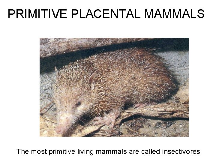 PRIMITIVE PLACENTAL MAMMALS were very small. The most primitive living mammals are called insectivores. PRIMITIVE PLACENTAL MAMMALS were very small. The most primitive living mammals are called insectivores.