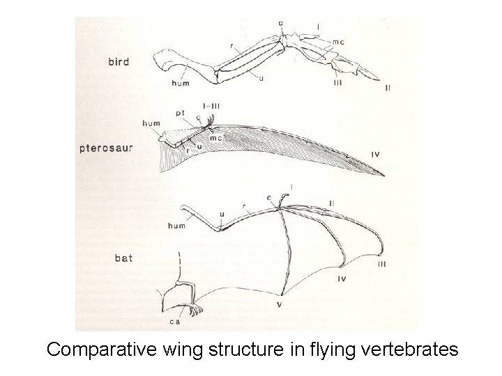 Comparative wing structure in flying vertebrates Comparative wing structure in flying vertebrates