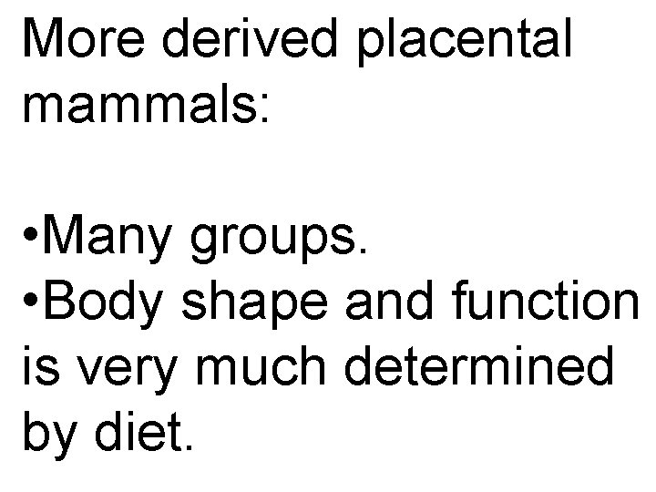 More derived placental mammals: • Many groups. • Body shape and function is very More derived placental mammals: • Many groups. • Body shape and function is very