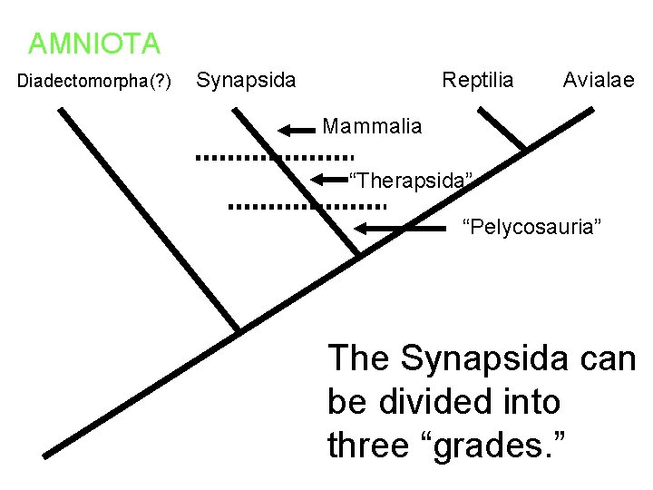 AMNIOTA Diadectomorpha(? ) Synapsida Reptilia Avialae Mammalia “Therapsida” “Pelycosauria” The Synapsida can be divided AMNIOTA Diadectomorpha(? ) Synapsida Reptilia Avialae Mammalia “Therapsida” “Pelycosauria” The Synapsida can be divided