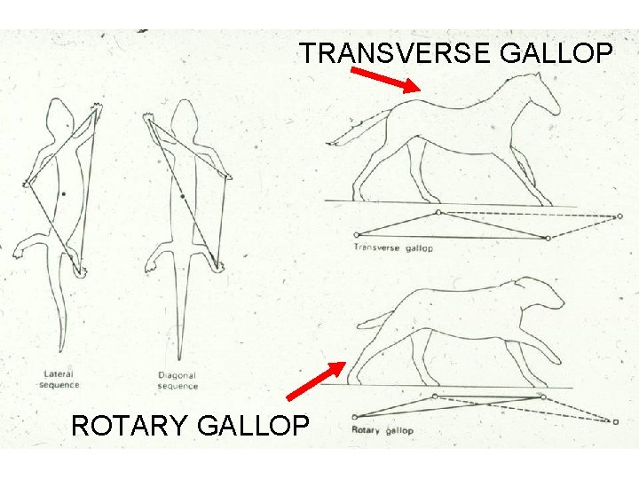 TRANSVERSE GALLOP ROTARY GALLOP TRANSVERSE GALLOP ROTARY GALLOP