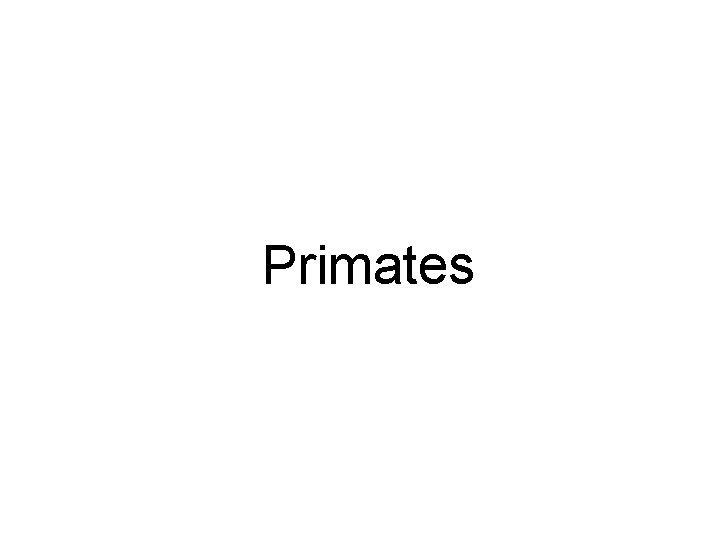 Primates Primates