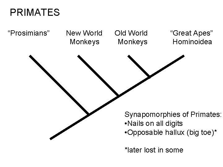PRIMATES “Prosimians” New World Monkeys Old World Monkeys “Great Apes” Hominoidea Synapomorphies of Primates: PRIMATES “Prosimians” New World Monkeys Old World Monkeys “Great Apes” Hominoidea Synapomorphies of Primates:
