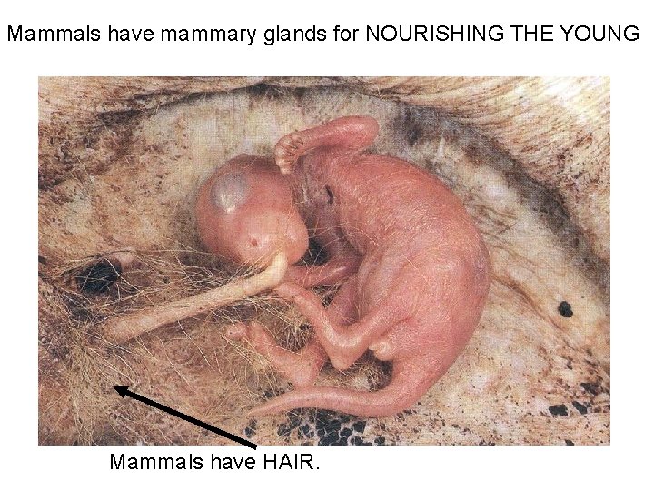 Mammals have mammary glands for NOURISHING THE YOUNG Mammals have HAIR. Mammals have mammary glands for NOURISHING THE YOUNG Mammals have HAIR.