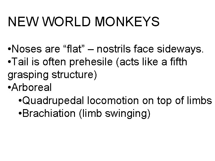NEW WORLD MONKEYS • Noses are “flat” – nostrils face sideways. • Tail is NEW WORLD MONKEYS • Noses are “flat” – nostrils face sideways. • Tail is