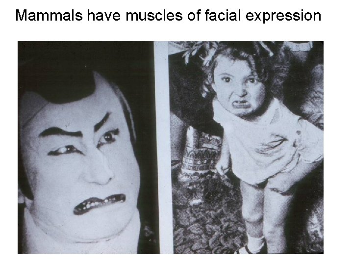 Mammals have muscles of facial expression Mammals have muscles of facial expression