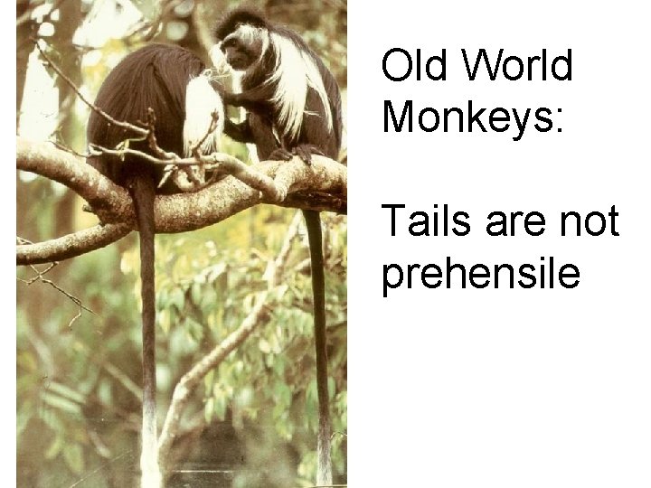 Old World Monkeys: Tails are not prehensile Old World Monkeys: Tails are not prehensile
