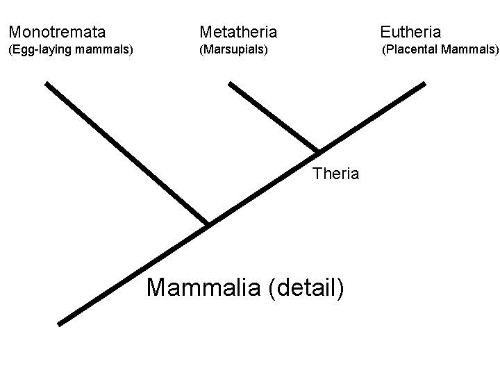 Monotremata Metatheria Eutheria (Egg-laying mammals) (Marsupials) (Placental Mammals) Theria Mammalia (detail) Monotremata Metatheria Eutheria (Egg-laying mammals) (Marsupials) (Placental Mammals) Theria Mammalia (detail)