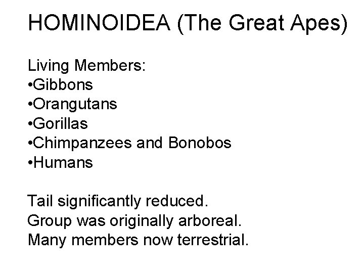 HOMINOIDEA (The Great Apes) Living Members: • Gibbons • Orangutans • Gorillas • Chimpanzees HOMINOIDEA (The Great Apes) Living Members: • Gibbons • Orangutans • Gorillas • Chimpanzees