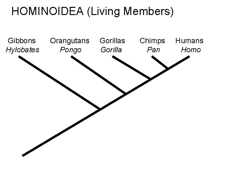 HOMINOIDEA (Living Members) Gibbons Hylobates Orangutans Pongo Gorillas Gorilla Chimps Pan Humans Homo HOMINOIDEA (Living Members) Gibbons Hylobates Orangutans Pongo Gorillas Gorilla Chimps Pan Humans Homo