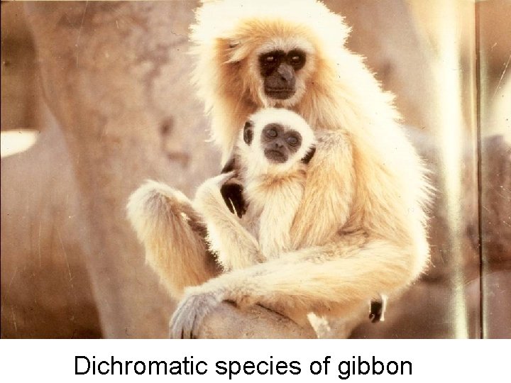 Dichromatic species of gibbon Dichromatic species of gibbon