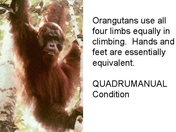 Orangutans use all four limbs equally in climbing. Hands and feet are essentially equivalent. Orangutans use all four limbs equally in climbing. Hands and feet are essentially equivalent.