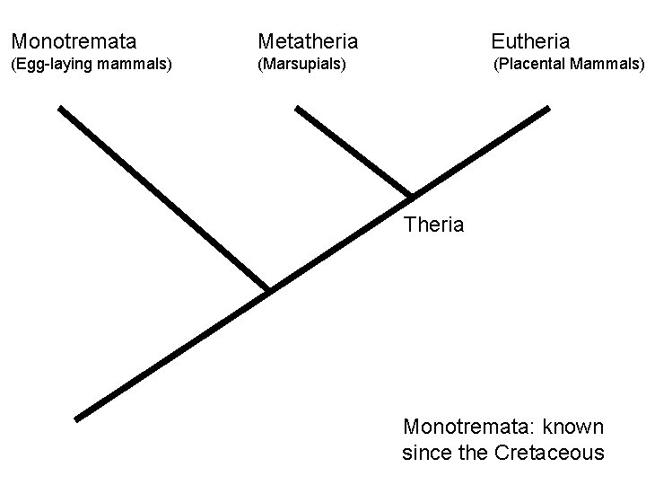 Monotremata Metatheria Eutheria (Egg-laying mammals) (Marsupials) (Placental Mammals) Theria Mammalia Monotremata: known since the Monotremata Metatheria Eutheria (Egg-laying mammals) (Marsupials) (Placental Mammals) Theria Mammalia Monotremata: known since the