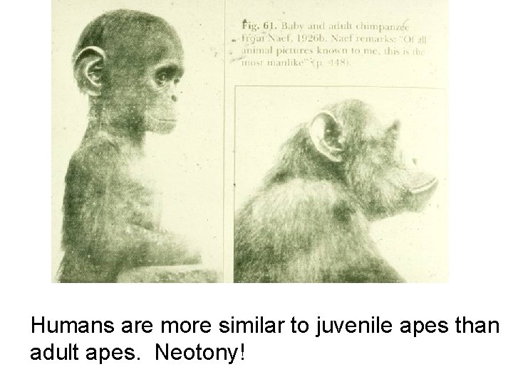 Humans are more similar to juvenile apes than adult apes. Neotony! Humans are more similar to juvenile apes than adult apes. Neotony!