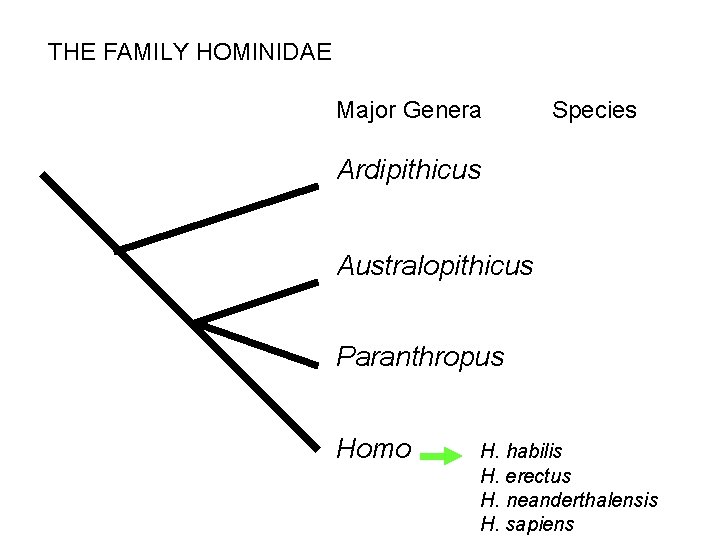 THE FAMILY HOMINIDAE Major Genera Species Ardipithicus Australopithicus Paranthropus Homo H. habilis H. erectus THE FAMILY HOMINIDAE Major Genera Species Ardipithicus Australopithicus Paranthropus Homo H. habilis H. erectus