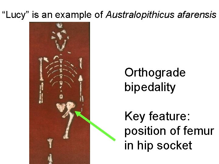 “Lucy” is an example of Australopithicus afarensis Orthograde bipedality Key feature: position of femur “Lucy” is an example of Australopithicus afarensis Orthograde bipedality Key feature: position of femur