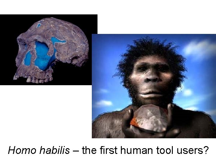 Homo habilis – the first human tool users? Homo habilis – the first human tool users?