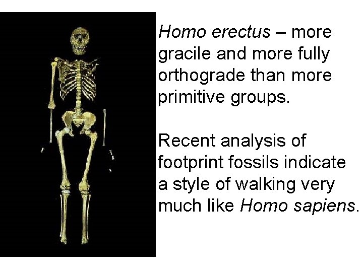 Homo erectus – more gracile and more fully orthograde than more primitive groups. Recent Homo erectus – more gracile and more fully orthograde than more primitive groups. Recent