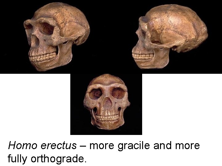 Homo erectus – more gracile and more fully orthograde. Homo erectus – more gracile and more fully orthograde.