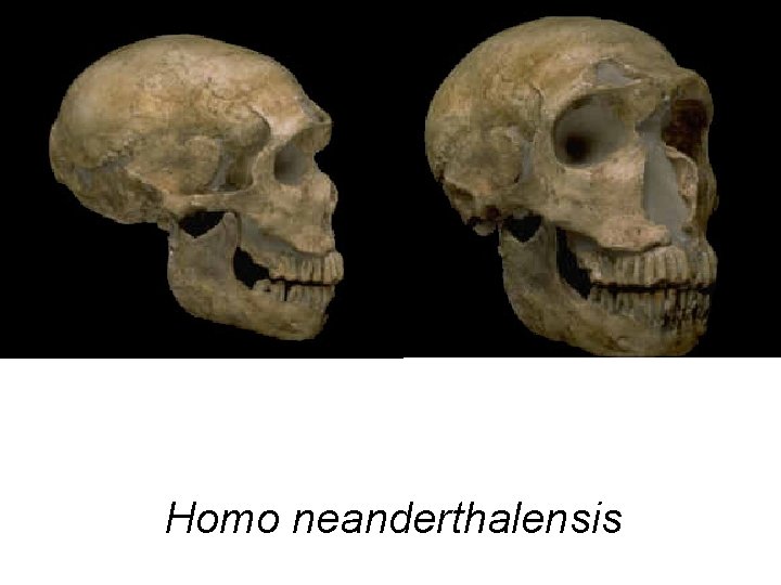 Homo neanderthalensis Homo neanderthalensis