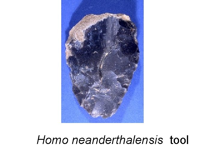 Homo neanderthalensis tool Homo neanderthalensis tool