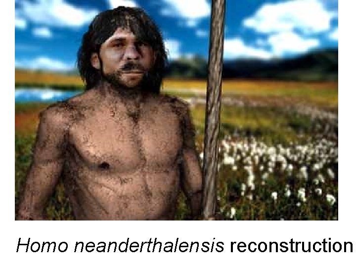 Homo neanderthalensis reconstruction Homo neanderthalensis reconstruction