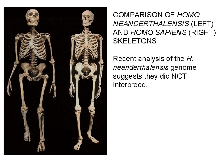 COMPARISON OF HOMO NEANDERTHALENSIS (LEFT) AND HOMO SAPIENS (RIGHT) SKELETONS Recent analysis of the COMPARISON OF HOMO NEANDERTHALENSIS (LEFT) AND HOMO SAPIENS (RIGHT) SKELETONS Recent analysis of the