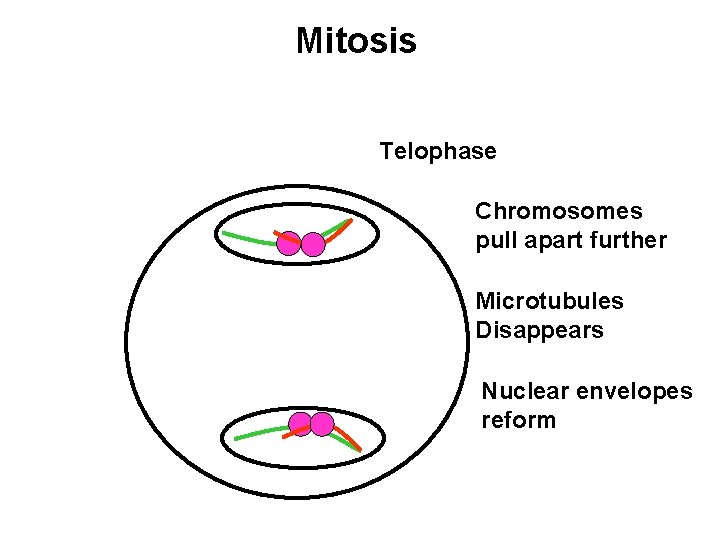 Mitosis Telophase Chromosomes pull apart further Microtubules Disappears Nuclear envelopes reform 