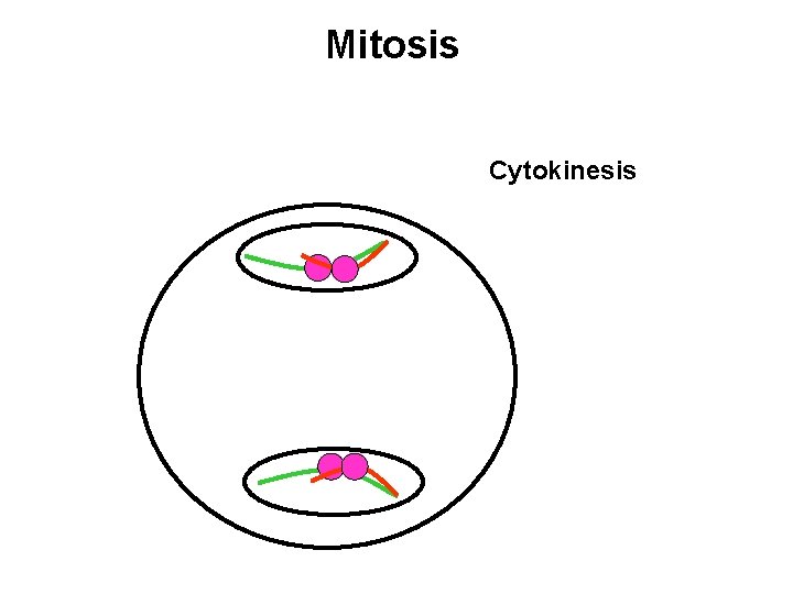 Mitosis Cytokinesis 