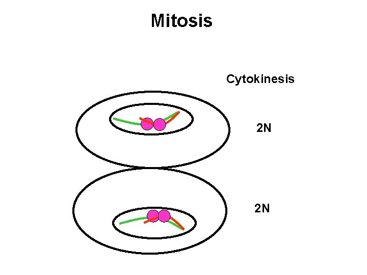 Mitosis Cytokinesis 2 N 2 N 