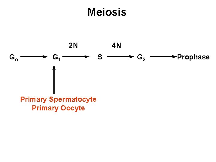 Meiosis 2 N Go G 1 Primary Spermatocyte Primary Oocyte 4 N S G