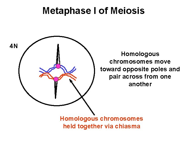 Metaphase I of Meiosis 4 N Homologous chromosomes move toward opposite poles and pair