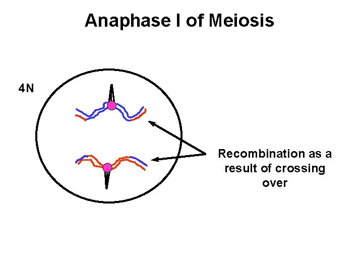 Anaphase I of Meiosis 4 N Recombination as a result of crossing over 