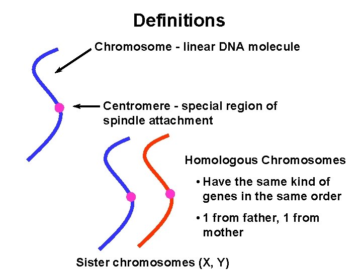 Definitions Chromosome - linear DNA molecule Centromere - special region of spindle attachment Homologous
