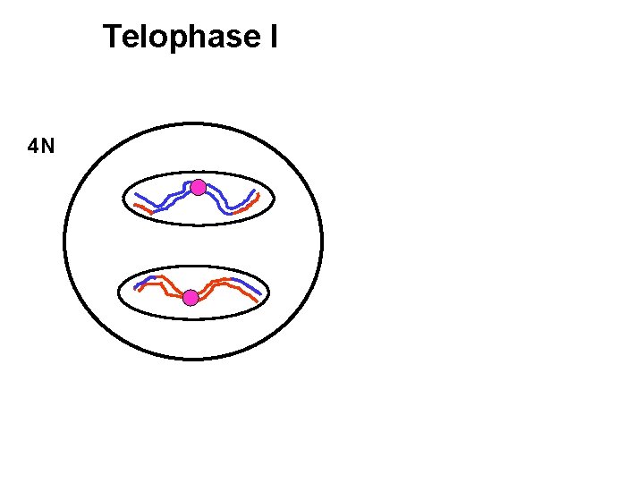 Telophase I 4 N 