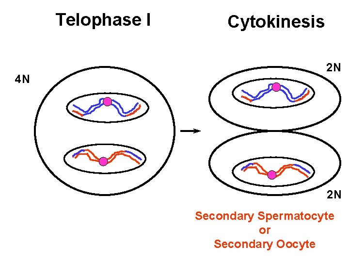 Telophase I 4 N Cytokinesis 2 N 2 N Secondary Spermatocyte or Secondary Oocyte