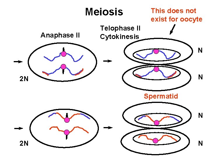 Meiosis Anaphase II This does not exist for oocyte Telophase II Cytokinesis N N
