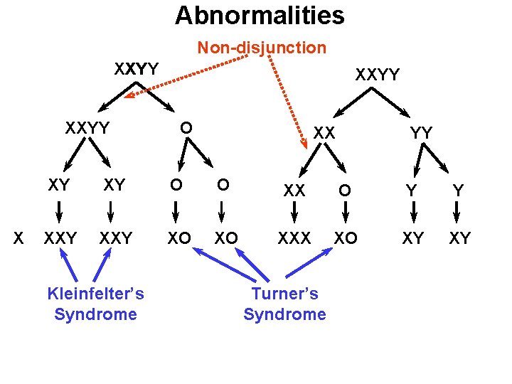 Abnormalities Non-disjunction XXYY XY XXYY X XXYY O XX YY XY XY O O