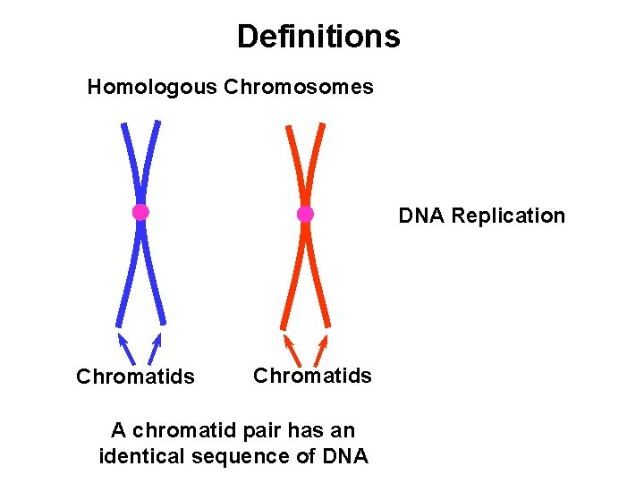 Definitions Homologous Chromosomes DNA Replication Chromatids A chromatid pair has an identical sequence of