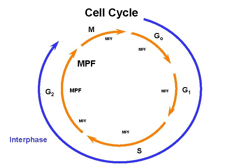 Cell Cycle M Go MPF MPF G 2 MPF MPF Interphase S G 1 Cell Cycle M Go MPF MPF G 2 MPF MPF Interphase S G 1
