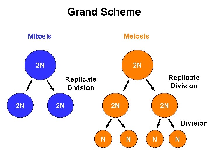 Grand Scheme Mitosis Meiosis 2 N 2 N Replicate Division 2 N 2 N