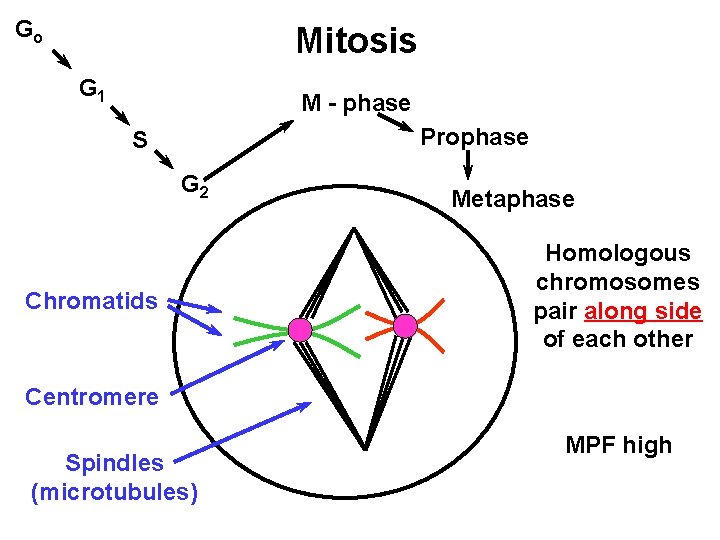 Go Mitosis G 1 M - phase Prophase S G 2 Chromatids Metaphase Homologous